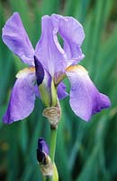 Iris pallida var. dalmatica .syn. I. pallida subsp. pallida