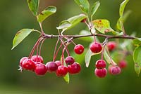 Malus hupehensis berries