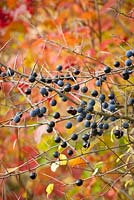 Prunus spinosa - Sloes in autumn - Blackthorn 