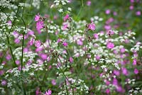Silene dioica, Anthriscus sylvestris - Red Campion with Cow Parsley. 