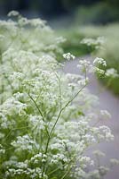 Anthriscus sylvestris - Cow parsley lining a lane near Chalford Hill. 