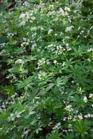 Galium odoratum - Sweet Woodruff in a woodland. 