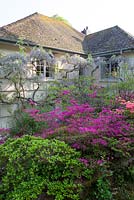 Azaleas and wisteria by the house at Greencombe Gardens, Somerset