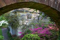 Azaleas and wisteria framed by stone arch near the house at Greencombe Gardens, Somerset