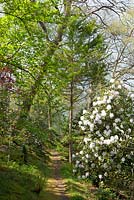 Path through woodland with Rhododendron 'Loder's White' AGM. Greencombe Gardens, Somerset