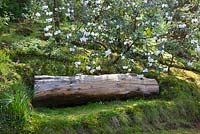 Old log used as seat backed by Rhododendron 'Lady Alice Fitzwilliam' AGM in the woodland garden at Greencombe