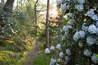 Path through woodland at Greencombe garden in evening light with Rhododendron 'Loder's White' AGM in the foreground