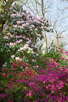 Rhododendron augustinii (pink form) with Azaleas