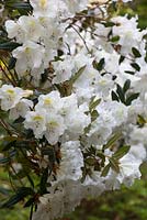Rhododendron johnstoneanum (double)