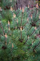 Pinus arizonica - The Arizona Pine
