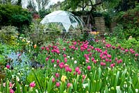 Spring garden with Tulipa 'Barcelona' and geodesic dome
