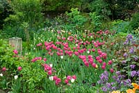 Spring garden with Tulipa 'Barcelona'