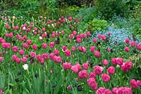 Spring garden with Tulipa 'Barcelona'