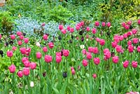 Spring garden with Tulipa 'Barcelona' and Myosotis
