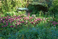 Spring garden with Tulipa 'Barcelona' and T. 'Black Swan' in May.