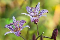 Trycirtis macropoda - Toad Lily