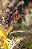 Maianthemum racemosum berries in autumn