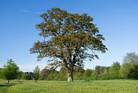 Quercus robur - Oak tree in summery parkland