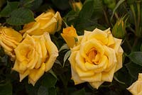 Rosa 'Flower Power Gold' - RHS Hampton Court Flower Show 2012, Fryers Roses
