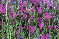 Lavandula stoechas 'Whero Iti' - French Lavender, RHS Hampton Court Flower Show 2012, Downderry Nursery