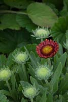 Gaillardia 'Burgunder' - RHS Hampton Court Flower Show 2012, Culm View Nurseries