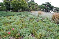 Large planting scheme including Nepeta racemosa 'Walker's Low' and Rosa 'Pink Flower Carpet' - Evening Island, Chicago Botanic Garden, Illinois, USA