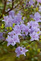 Rhododendron kiusianum f. sakuragari