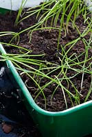 Allium porrum sowed in seed trays - Leeks