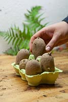 Chitting seed potatoes in egg cartons
