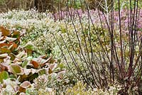 Cornus alba 'Kesselringii' underplanted with Bergenia and Erica - Cambridge Boatnic Gardens 