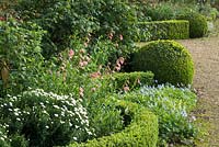Wavy low Buxus hedge with Geranium, Aster and Penstemon in border
