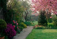 Path beside spring border with Erysimum, Paeonia and cherry tree in blossom