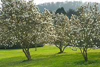 Magnolias in lawn 