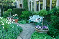 Blue metal bench in courtyard area beside house with yorkstone paving. Nepeta and white Tulipa in border. Viola in pot with standard Buxus and pink white striped Tulipa 