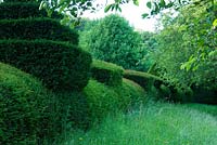 Taxus hedge 