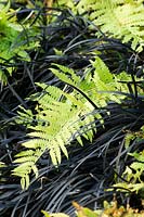 Foliage of Fern and black grass Ophiopogon planiscarpus 'Nigrescens'