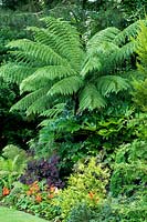 Tropical style planting with Tree Fern and Fatsia japonica in wildlife conservation garden