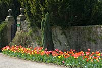 Spring border of bright red and yellow Tulipa beside boundary wall
