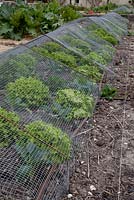 Bird protection provided by wire cage on raised vegetable bed - Chateau du Rivau, Lemere, Loire Valley, France