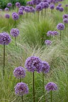 Allium giganteum with ornamental grasses in the orchard - Chateau du Rivau, Lemere, Loire Valley, France