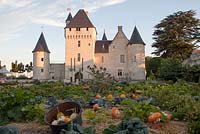 Vegetable potager, early morning - Chateau du Rivau, Lemere, Loire Valley, France