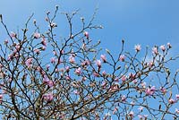 Magnolia x loebneri 'Leonard Messel' against a blue sky
