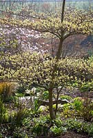 Backlit spring foliage at Glebe Cottage. Emerging leaves of Cornus controversa 'Variegata' with Magnolia x loebneri 'Leonard Messel' in the background