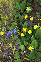 Ranunculus ficaria 'Brazen Hussy' with Pulmonaria at Glebe Cottage
