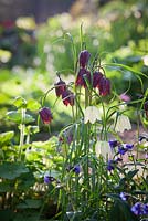 Fritillaria meleagris and Pulmonaria 'Blue Ensign' in the woodland garden at Glebe Cottage