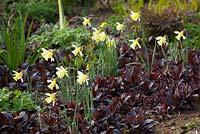 Narcissus 'W.P. Milner' growing up through Lysimachia ciliata 'Firecracker'