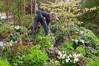 Carol Klein working in a spring border at Glebe Cottage including Narcissus 'Silver Chimes', Lamium orvala, Cornus controversa 'Variegata', and Tulipa 'Jan Reus' grown in terracotta pots.