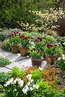Spring border at Glebe Cottage including Narcissus 'Silver Chimes', Lamium orvala and Cornus controversa 'Variegata'. Tulipa 'Jan Reus' grown in terracotta pots lining the path