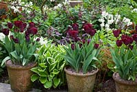 Tulipa 'Jan Reus' grown in pots with Narcissus 'Silver Chimes', Lamium orvala, Hosta and Heuchera at Glebe Cottage