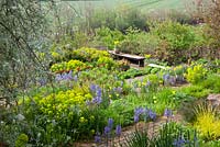 Spring in the brick garden at Glebe Cottage. Camassias, Carex elata 'Aurea', Euphorbia palustris, Narcissus jonquilla 'Flore Pleno' in galvanised buckets, Tulipa 'Abu Hassan' and willow.